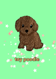 toy poodle RED