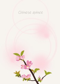 November's birth flower, Chinese quince