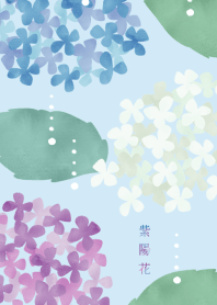 Hydrangea blooming