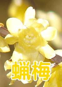 蝋梅