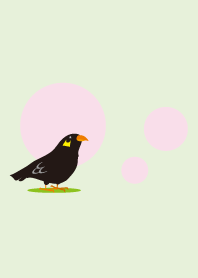 Myna bird