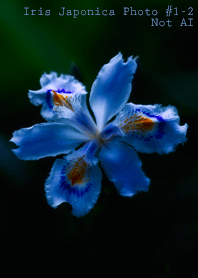 Iris Japonica Photo#1-2Not AI