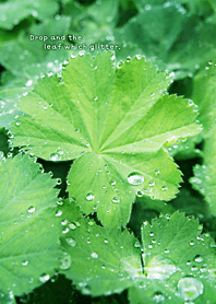 Drop and the leaf which glitter.