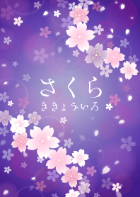 SAKURA kikyouiro