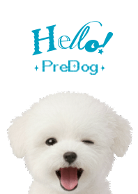 Hello! predog マルチーズ 白