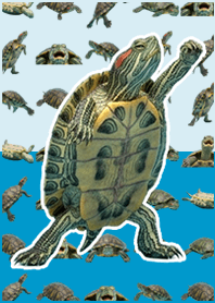 Green Turtle Live Action Pop Blue