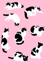 very cute cats Theme