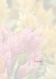 Flower Theme 24