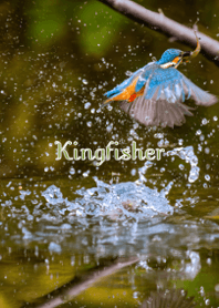 Kingfisher hunting