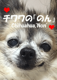 Chihuahua,"Non"