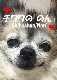 チワワの「のん」