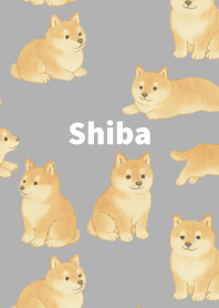 Chubby Shiba Inu on white