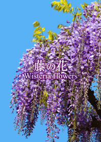 "Wisteria flowers 5" theme