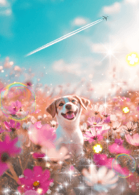 運気がアップする飛行機雲とコスモス