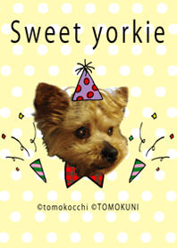 かわいいヨーキー ＠ペットグランプリ