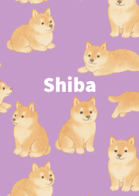 Chubby Shiba Inu on light purple