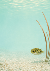 Pea Puffer Copper Grass Tank