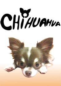 チワワのモン