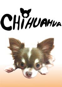 CHIHUAHUA-Mon