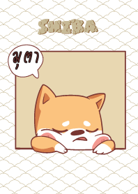 มุตา ใครไม่บะ ชิบะ 4 V12