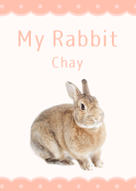 ♡My rabbit Chay♡
