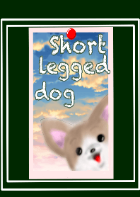 Short legged dog