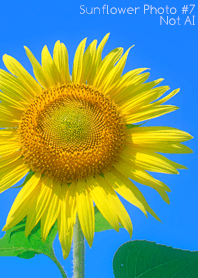Sunflower Photo #7-1 NotAI