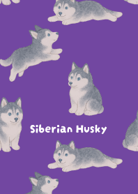 Round Siberian Husky2 on purple