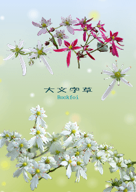 大文字草