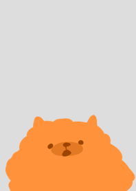 Orange Pomeranian