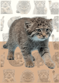 嬰兒曼努爾貓 米黃色