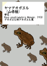 Yamaaka frog theme