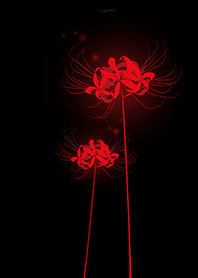 Lycoris red Background black