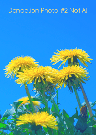 Dandelion Photo #2-23Not AI