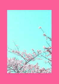 CHERRY BLOSSOMS & BLUE SKY-HOT PINK