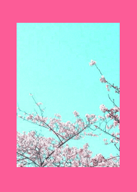 CHERRY BLOSSOMS & BLUE SKY/HOT PINK