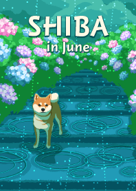 6月の柴犬