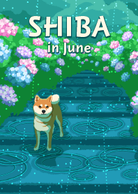 SHIBA in June