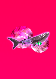 Aquarium fish red
