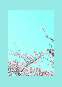CHERRY BLOSSOMS & BLUE SKYj-BLUE GREEN