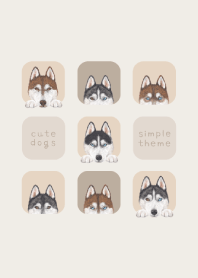 DOGS - Siberian husky - BEIGE GRAY