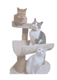 mycats Theme