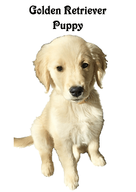 Golden Retriever Puppy Photo
