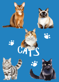 unique cats on blue