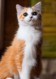 nyanko great runaway#bruba027