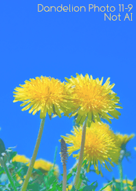Dandelion Photo 11-9Not AI