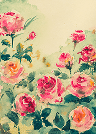 Beautiful rose flower(R4511)