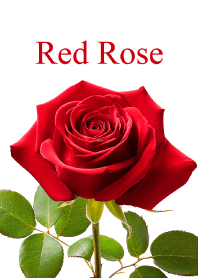 "Red Rose vol.6" theme