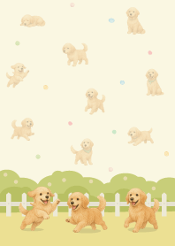 Golden Retriever play in the garden/11