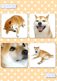 EVERYDAY しばいぬ1